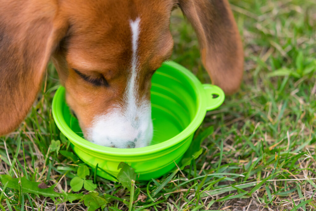 beagle gamelle portable