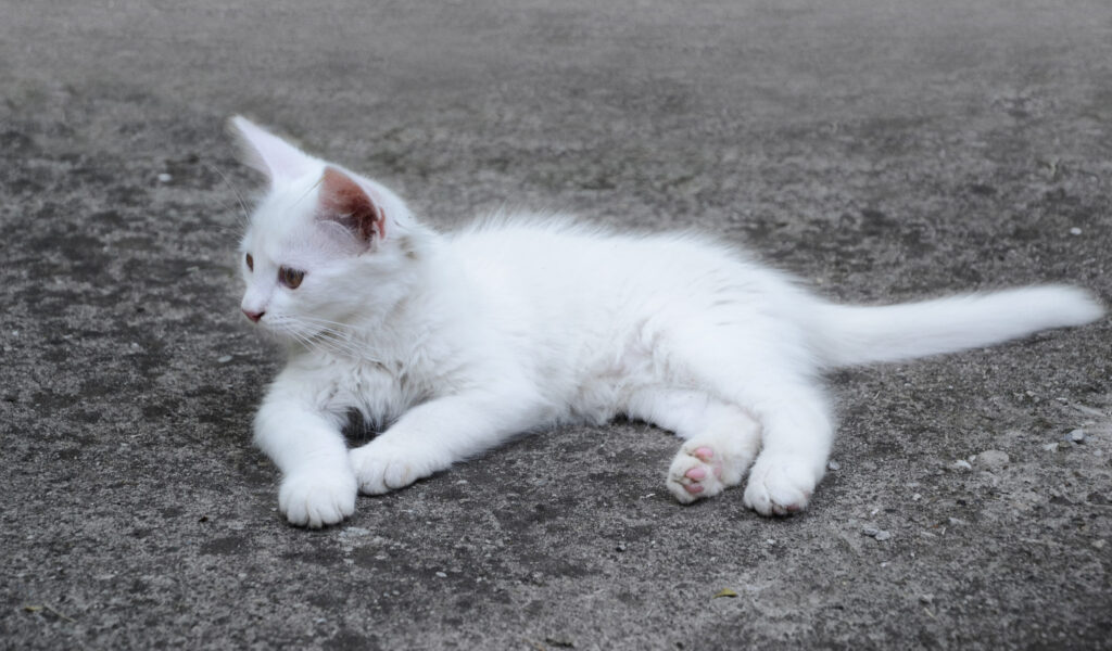 chaton blanc dehors
