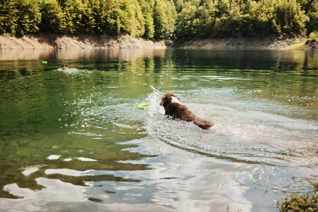 chien dans lac