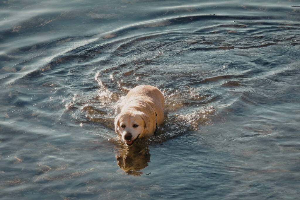 golden retriever nage