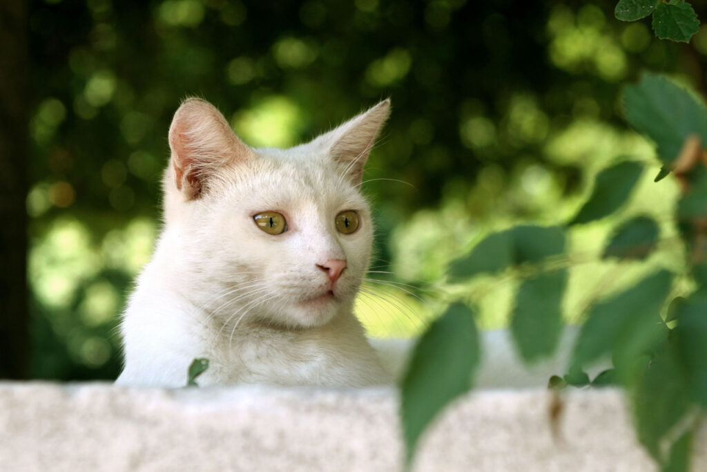 chat blanc soleil