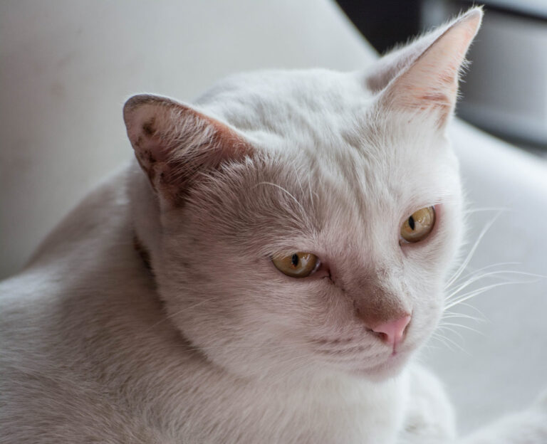 Prévenir les coups de soleil chez le chat