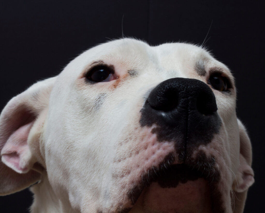 Dangers des coups de soleil chez le chien