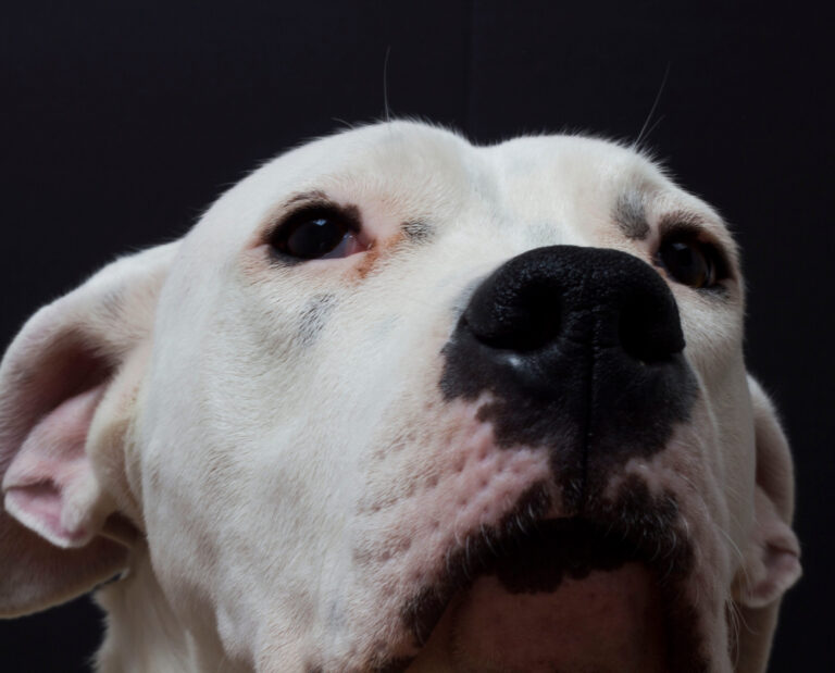 Dangers des coups de soleil chez le chien