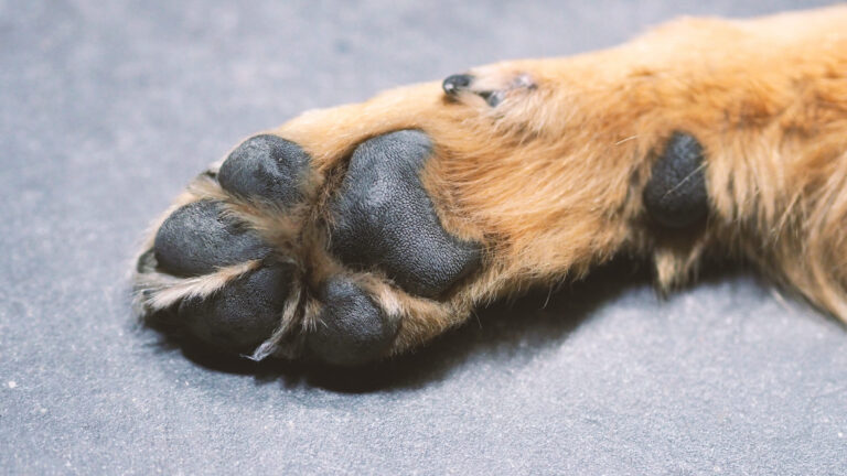 Brûlures des coussinets chez le chien : prévenir et soigner