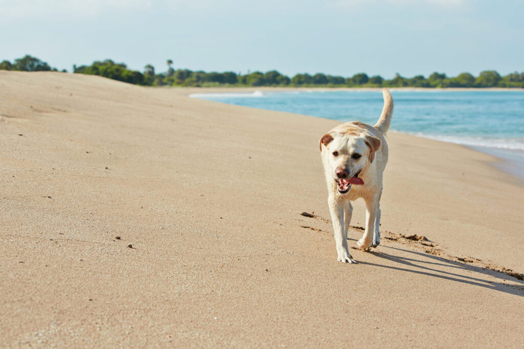 chien labrador qui marche sur la plage