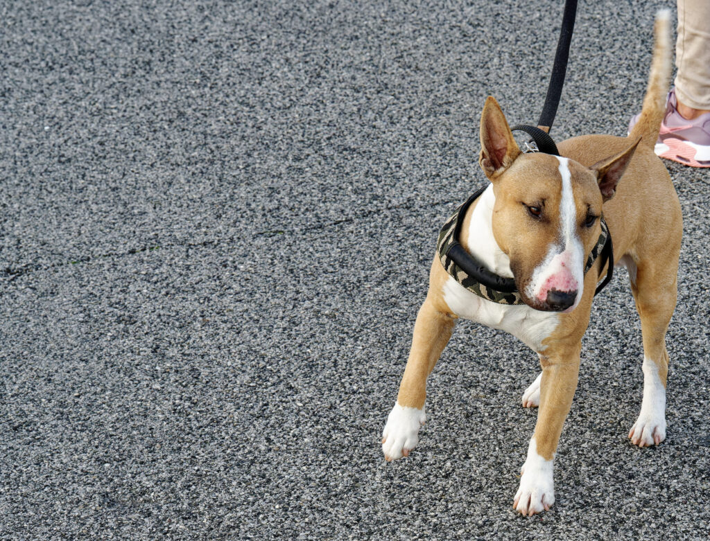 un chien se brule les coussinets sur le bitume