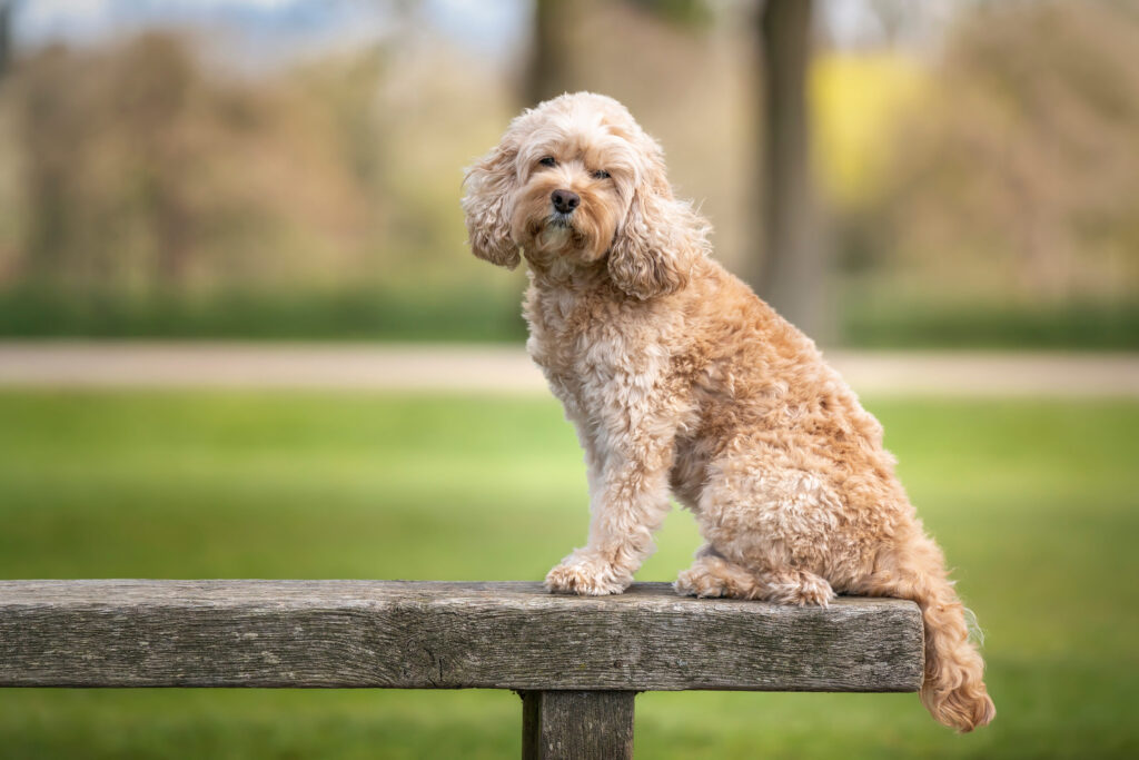 cavapoo creme assis sur un banc