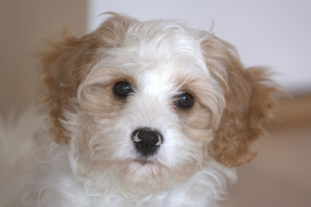 chiot cavapoo blanc et roux en gros plan