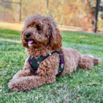 Cavapoo Couche