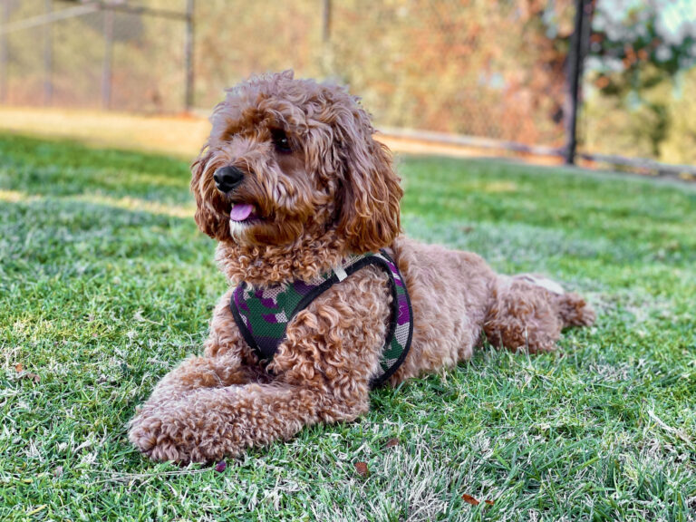 Cavapoo (Cavoodle)