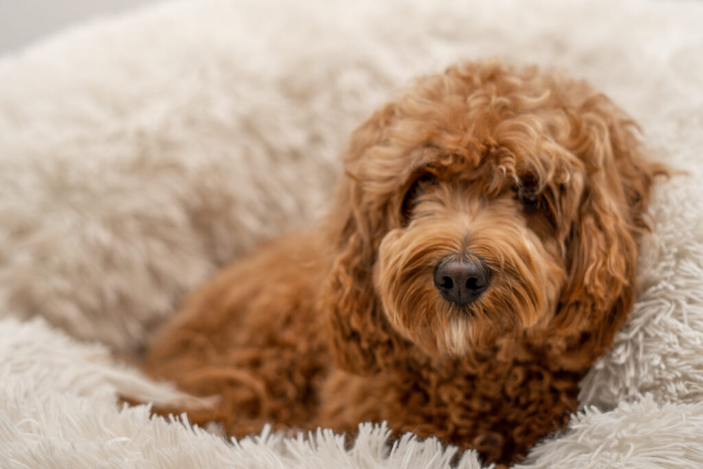 chien cavapoo roux en gros plan sur une couverture