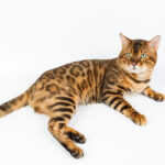 Young Bengal cat on a white background in studio isolated