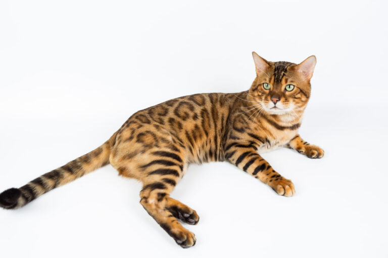 Races de chats les plus chères du monde