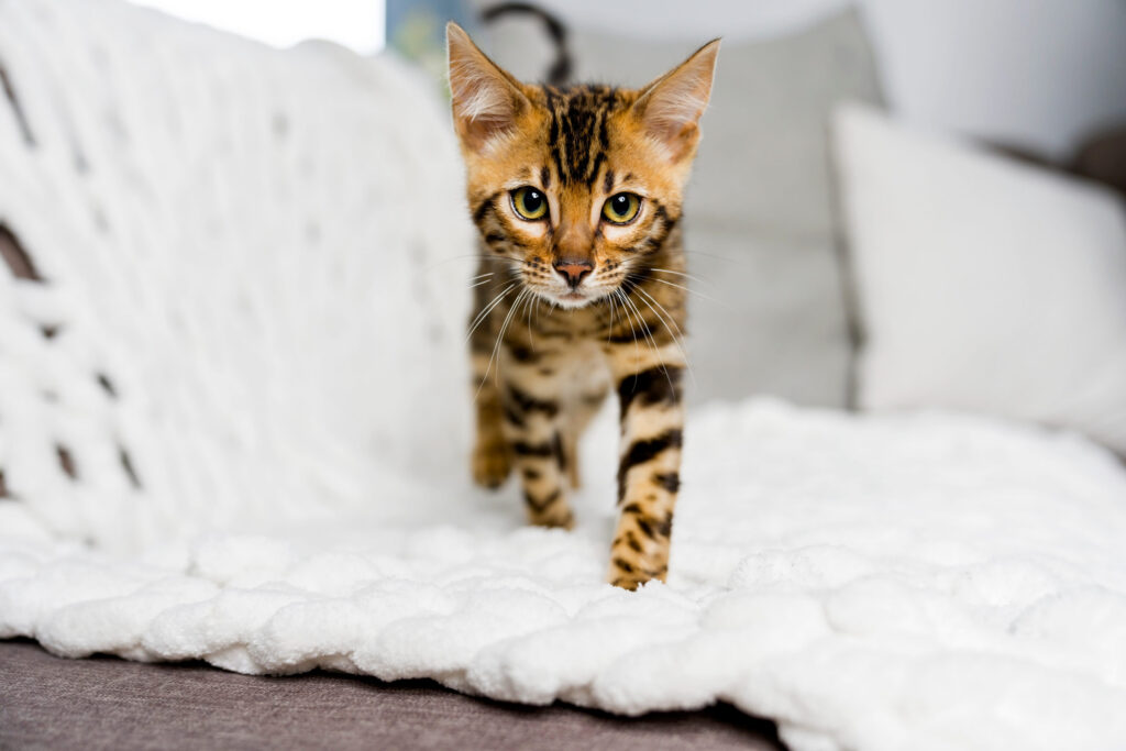 chaton bengal sur une couverture blanche