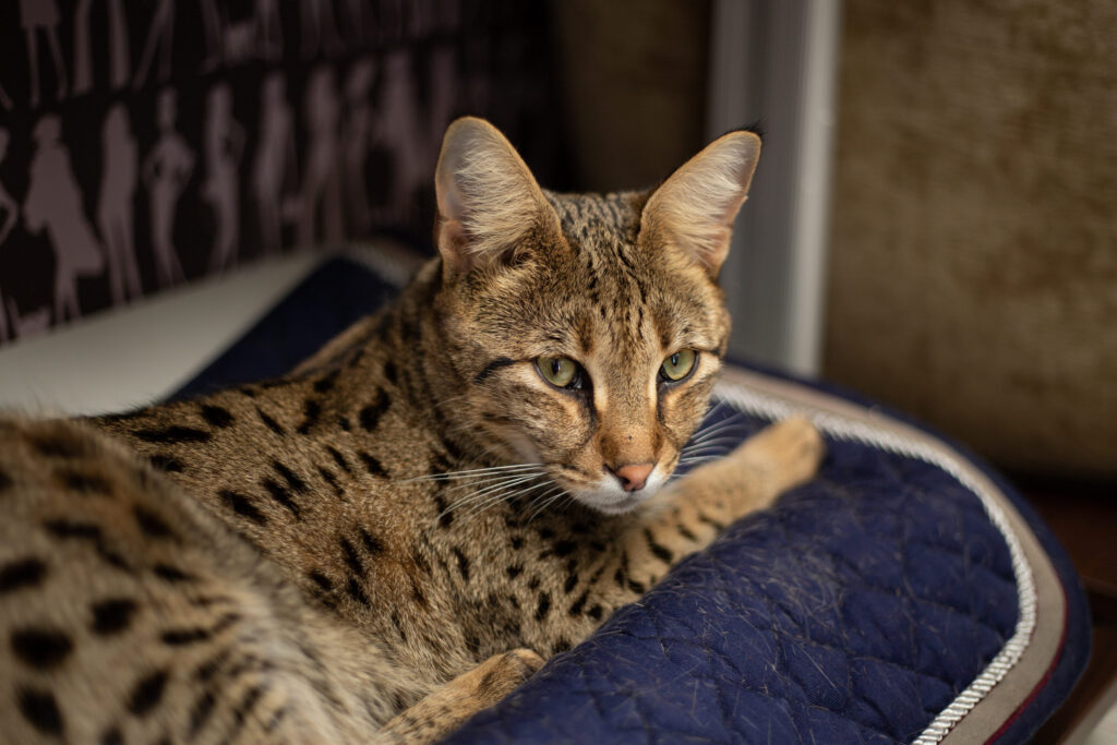 chat savannah couche sur un tapis