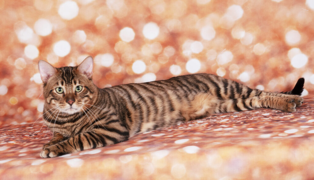 chat toyger allonge dans un decor brillant