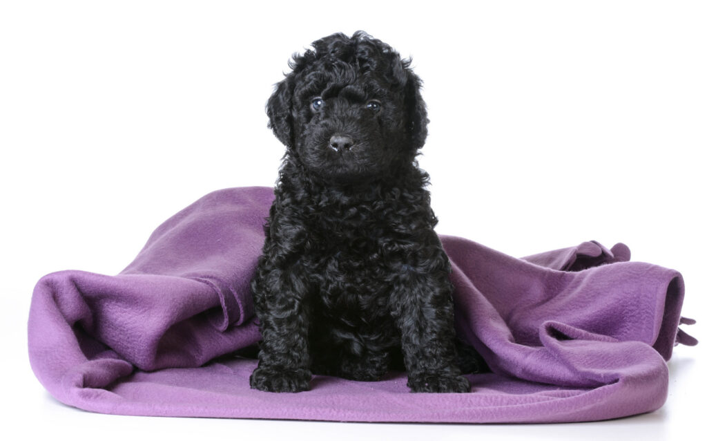 chiot labradoodle noir sur une couverture violette