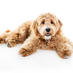 Golden Labradoodle Dog Isolated On White Background