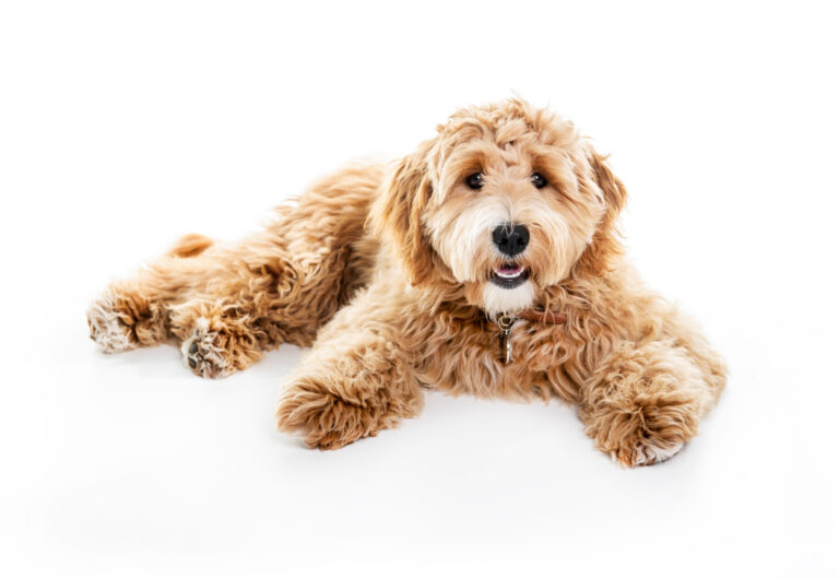 Labradoodle