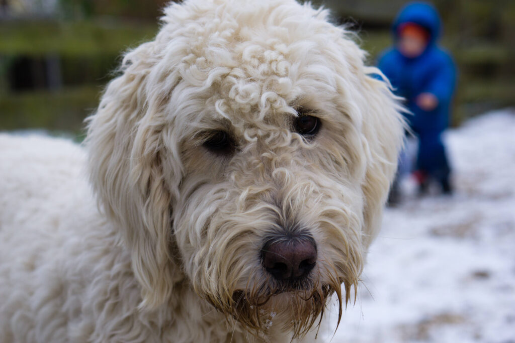 labradoodle blanc en gros plan