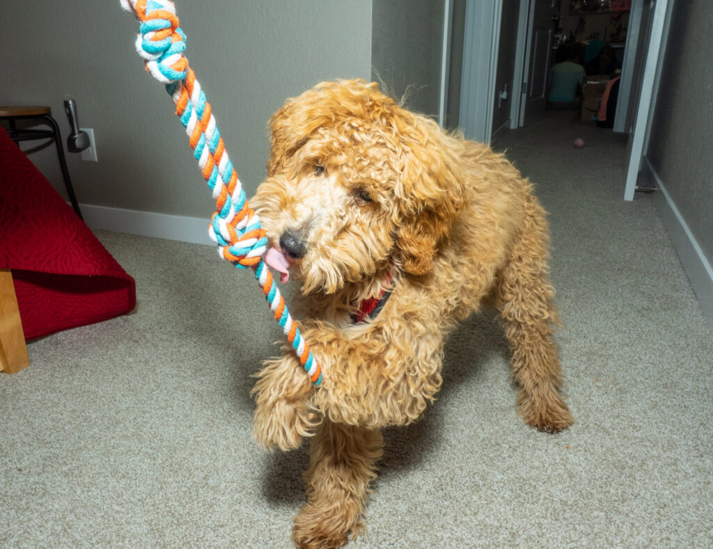 labradoodle abricot joue avec un jouet en corde