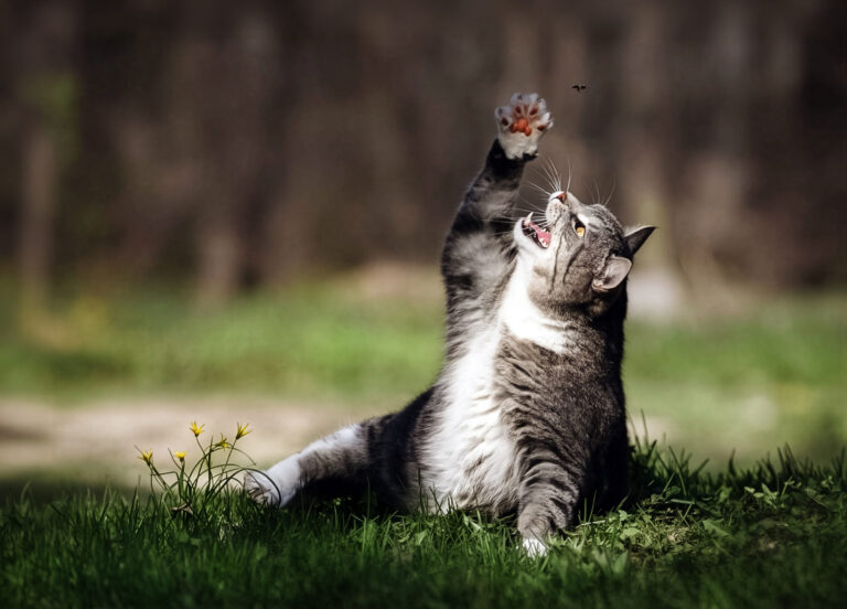 Piqûre d&rsquo;insecte chez le chat