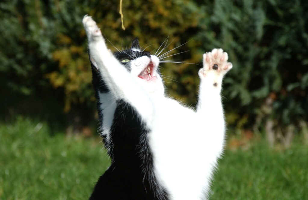 chat noir et blanc qui tente d attraper un insecte