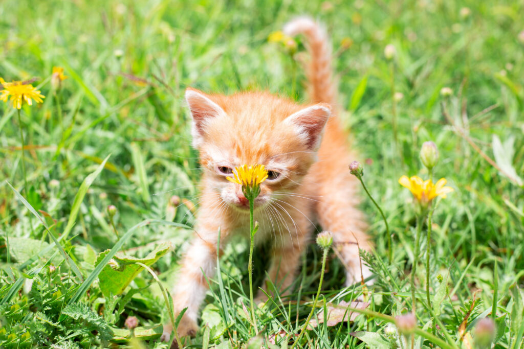 chaton roux explore dans les herbes 