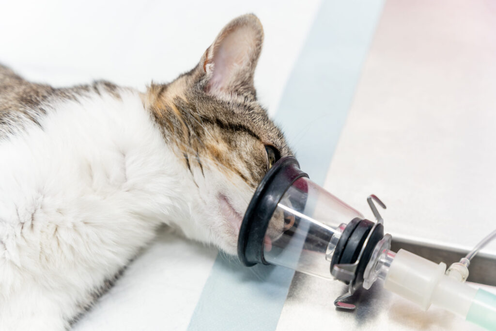 chat endormi sous masque a oxygene