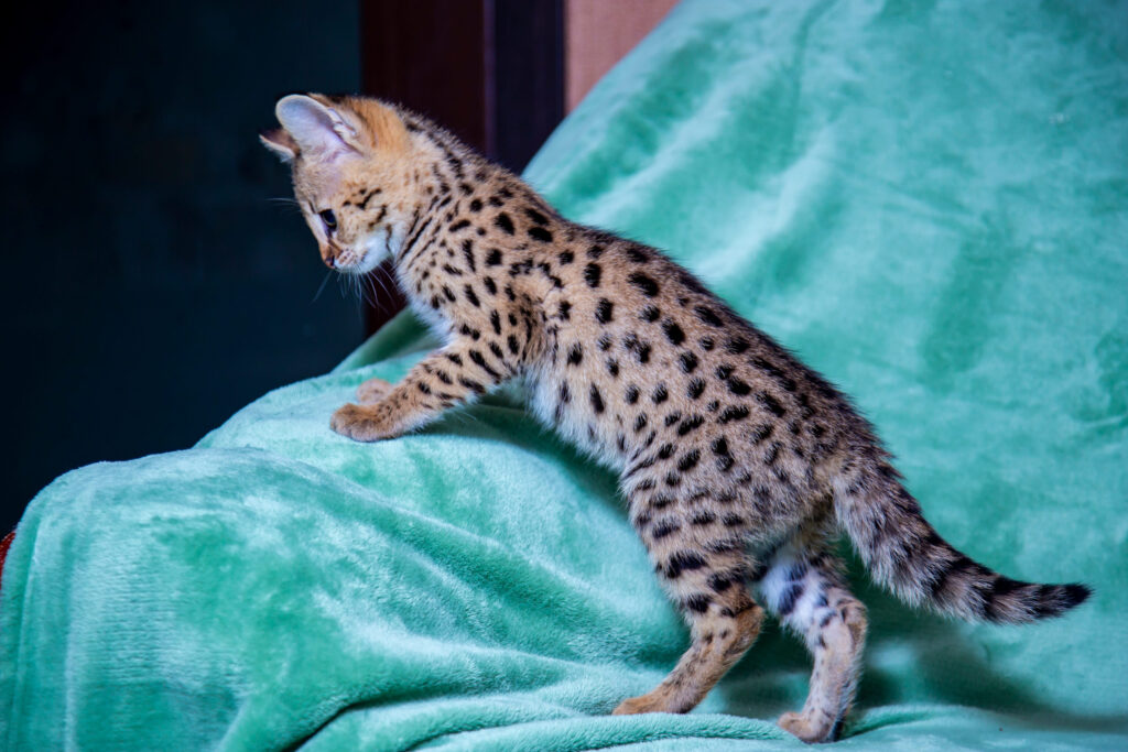 chaton savannah debout de profil