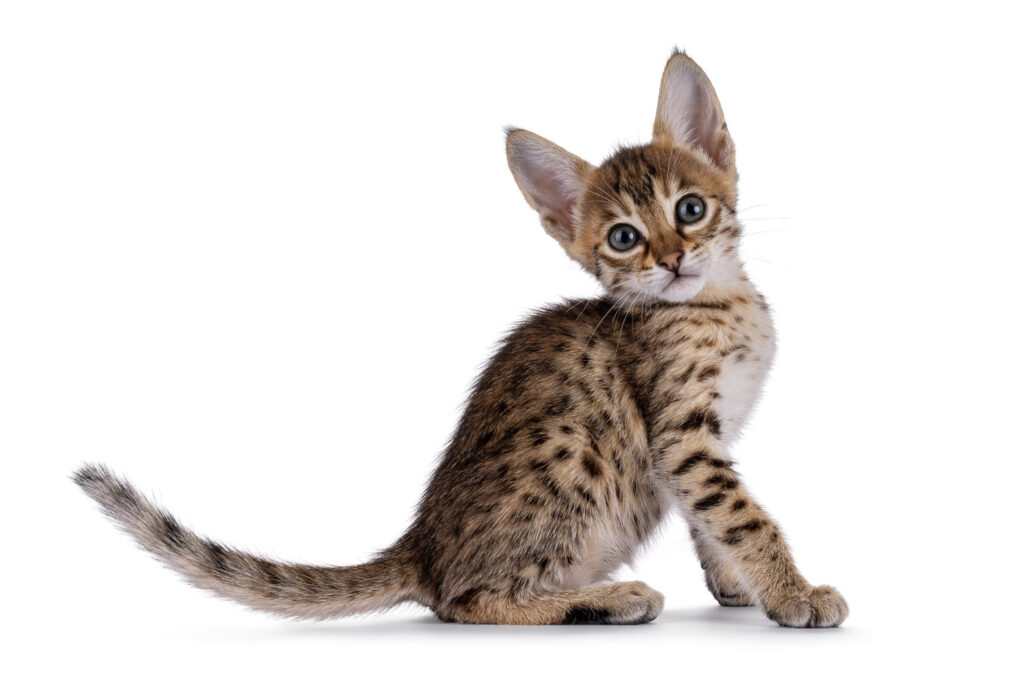 chaton savannah sur fond blanc