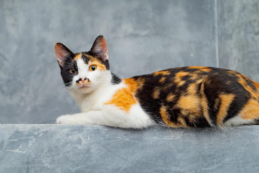 chat calico allonge de profil regarde l objectif