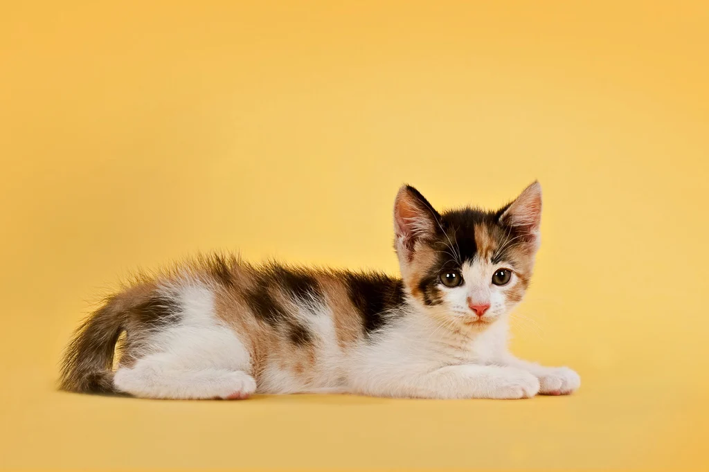 chaton calico sur fond jaune