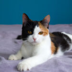 Calico Couche