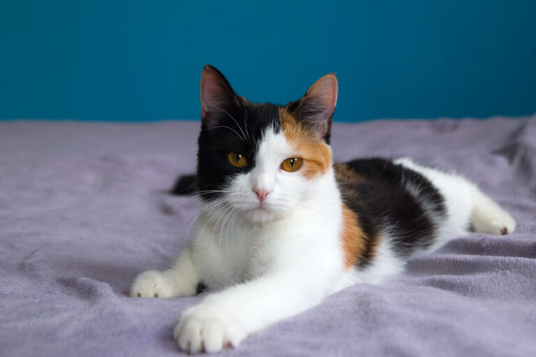 Races de chats calico