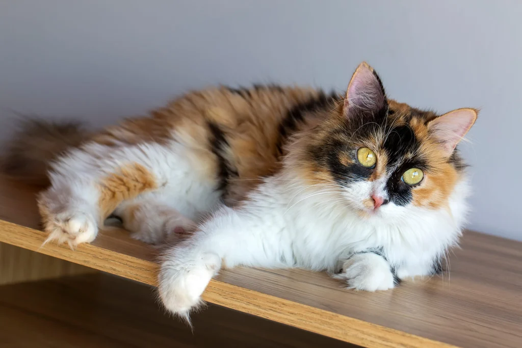 chat calico a poil long couche