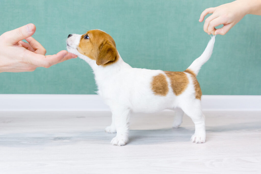 Noms de chien 2027 : nos meilleures idées !