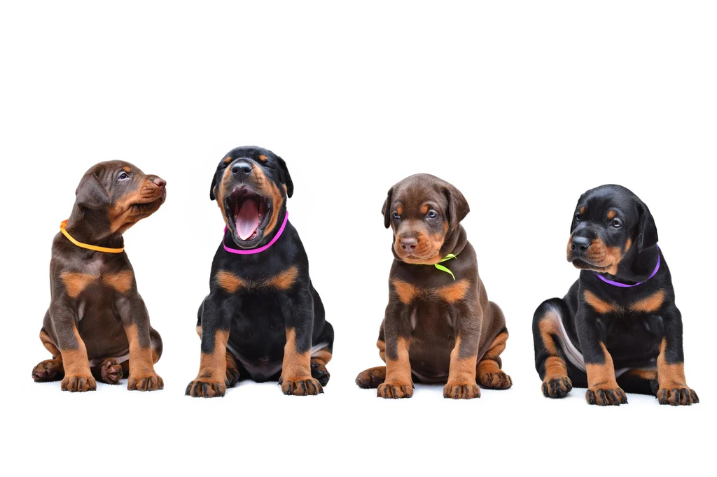 chiots dobermann en ligne sur fond blanc
