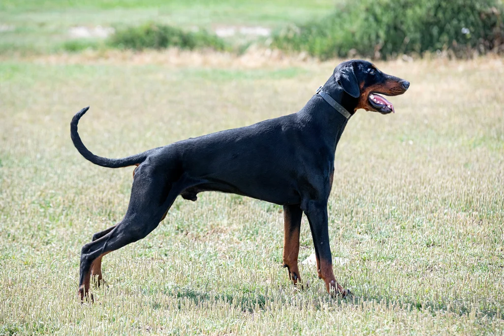 dobermann de profil dans l herbe