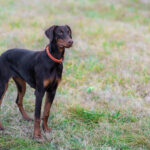 Dobermann Marron