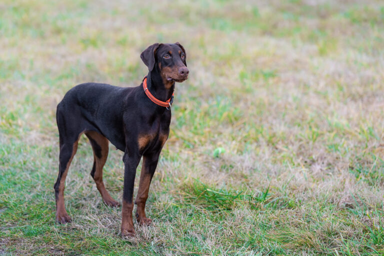 Dobermann