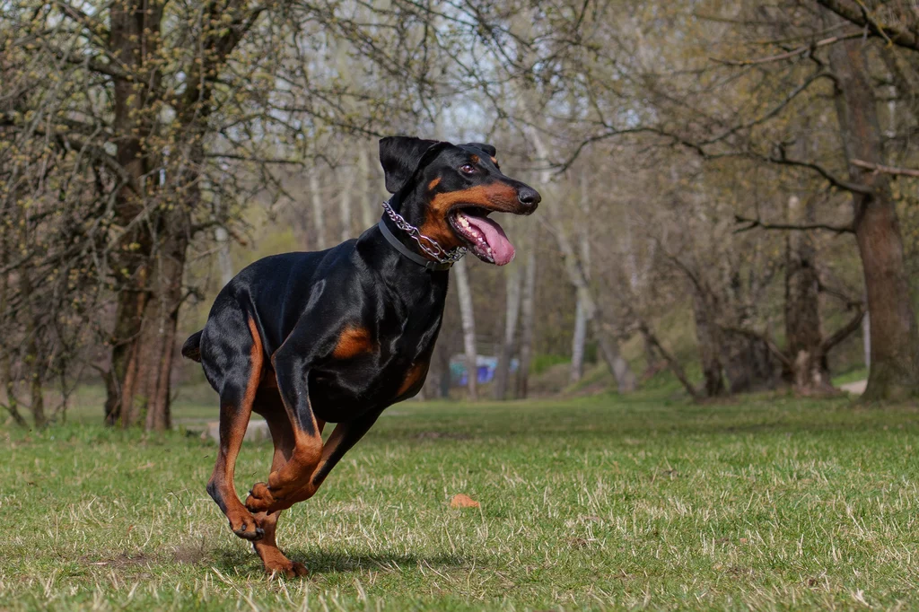 dobermann qui court dans l herbe