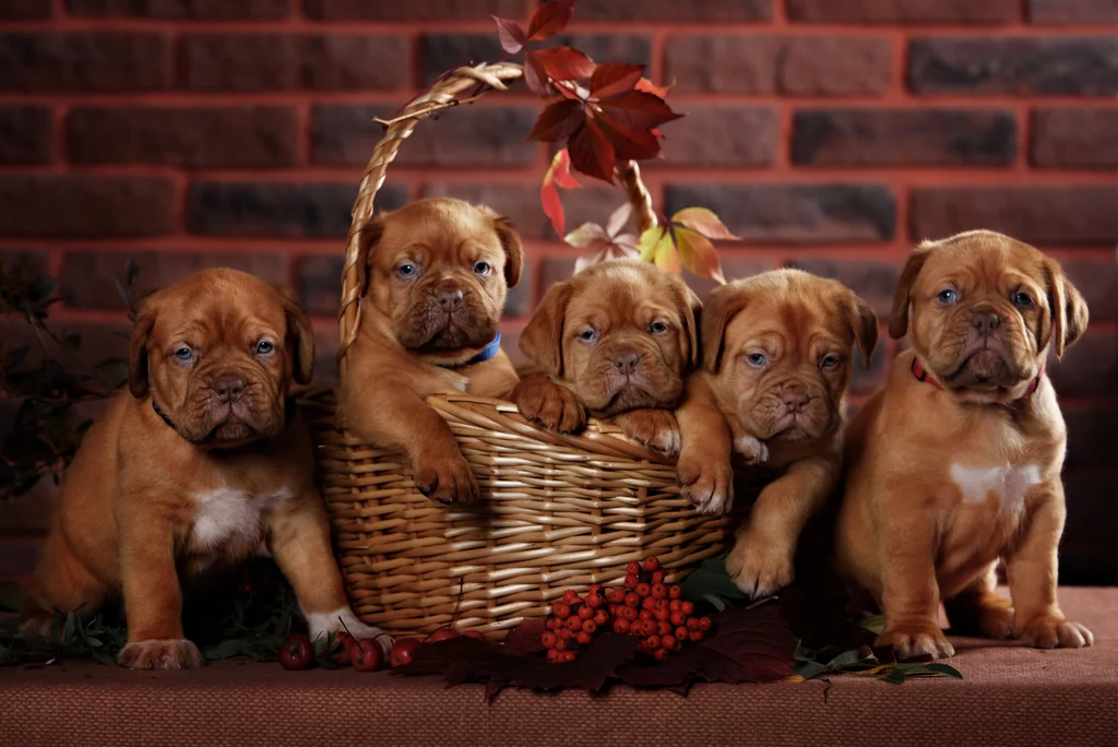 chiots dogue de bordeaux dans un panier en osier