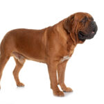 Bordeaux Mastiff In Front Of White Background