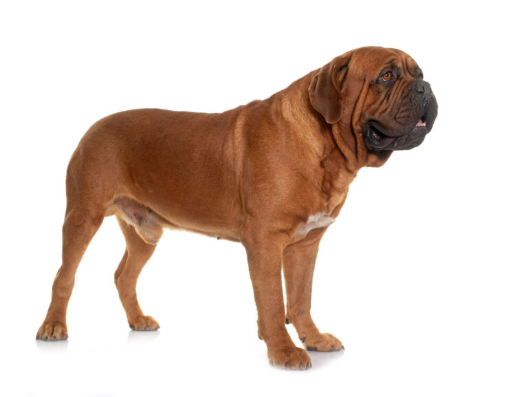 Dogue de Bordeaux