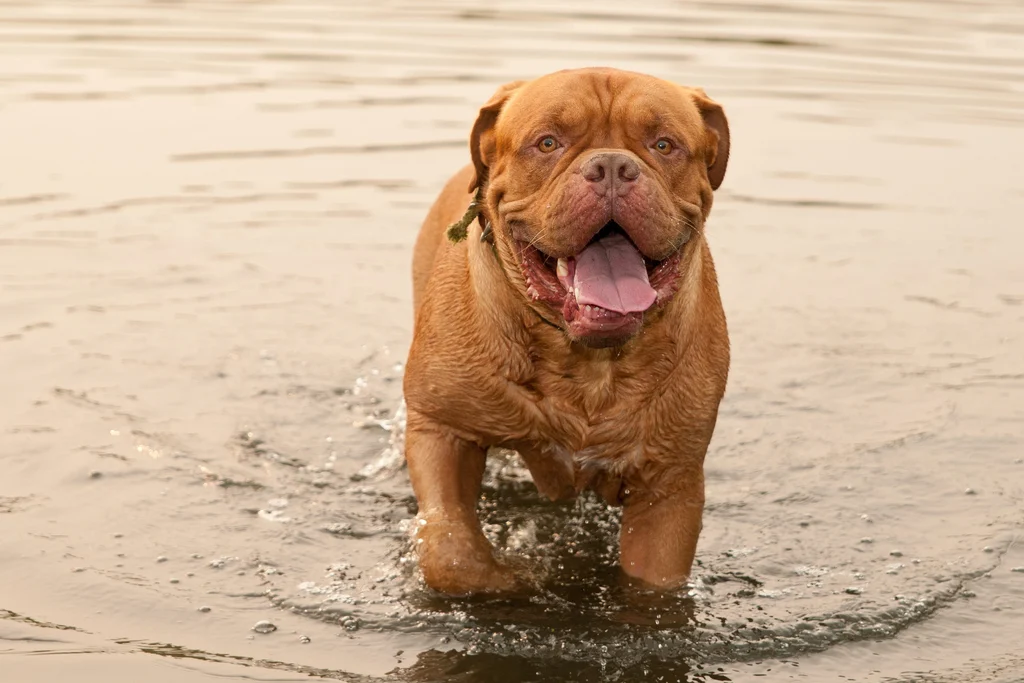 dogue de bordeaux dans l eau