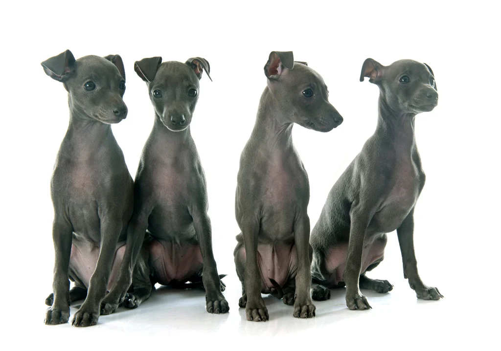 chiots levriers nains sur fond blanc