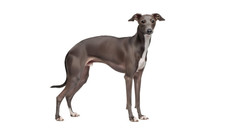 Lévrier nain (Petit Lévrier italien ou Chien Levrette d&rsquo;Italie)
