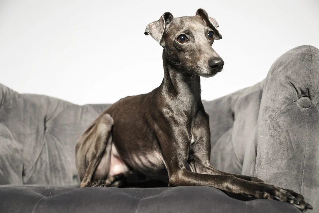 chien levrier nain allonge